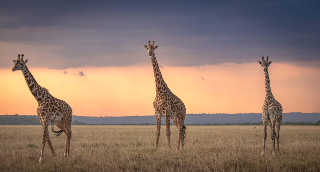 Discover Kenya