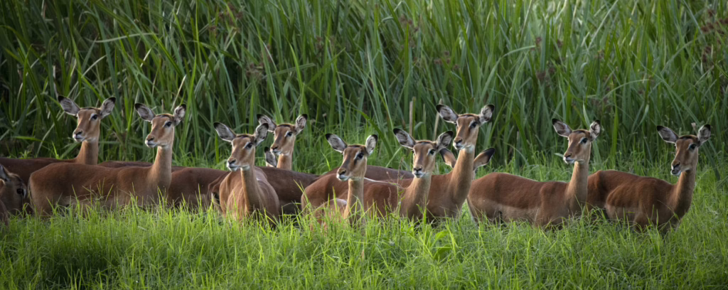 Kenya’s Iconic Wilderness Journey