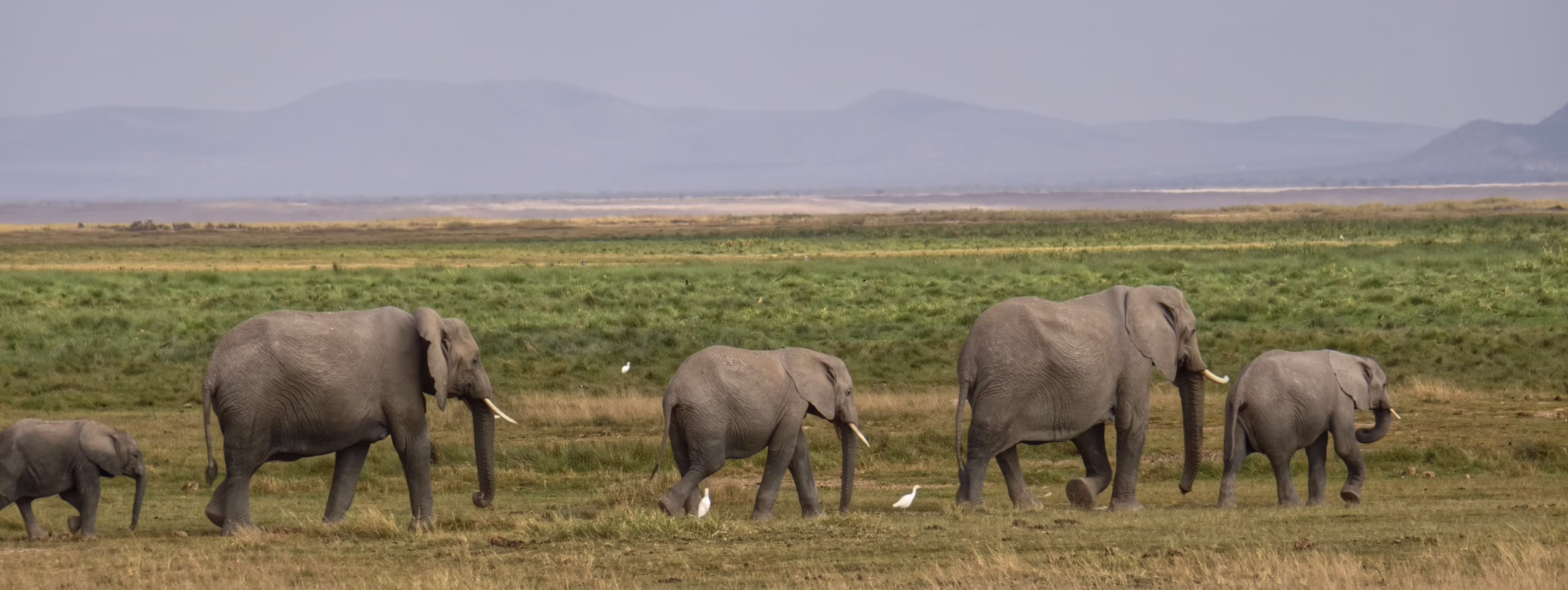 Amboseli
