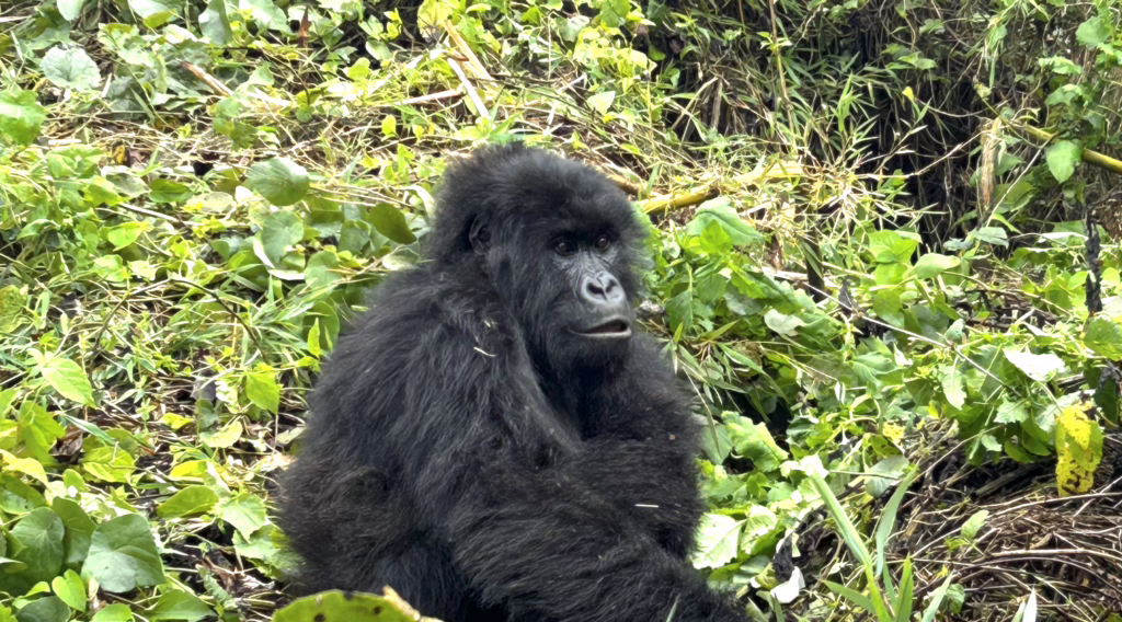 Rwanda’s Primate Escape