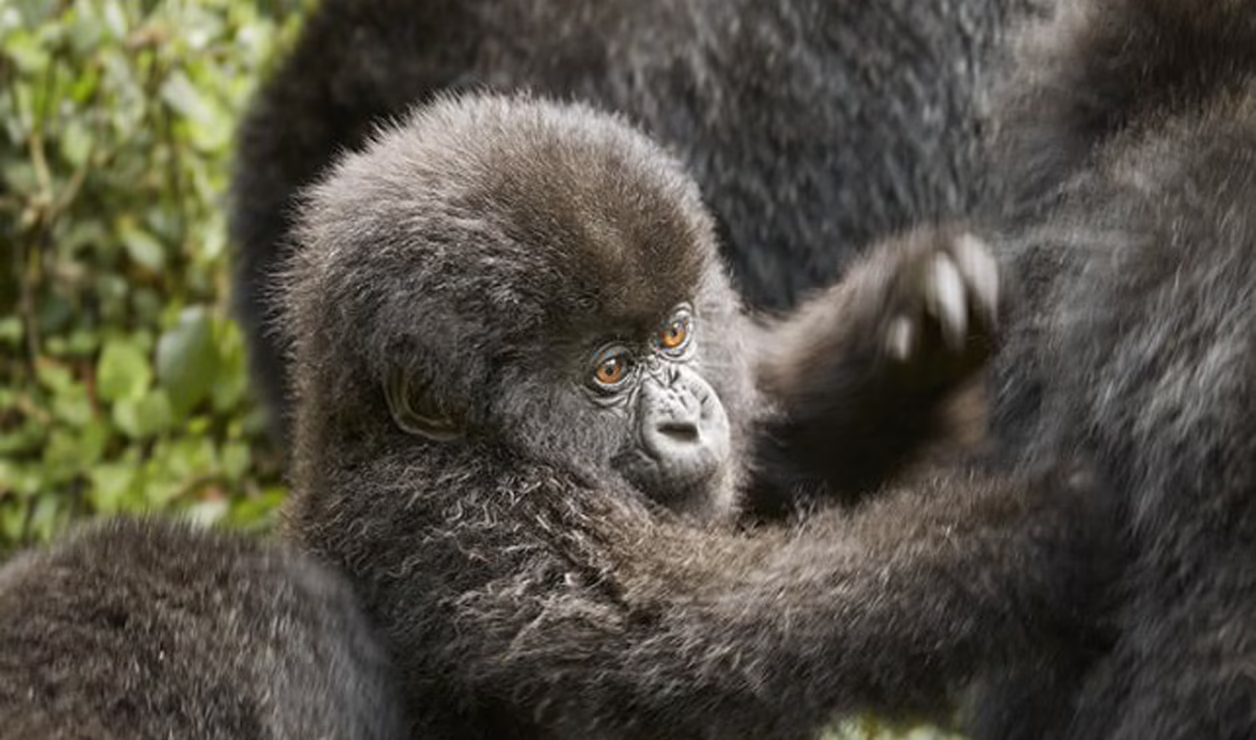 Primates & Plains