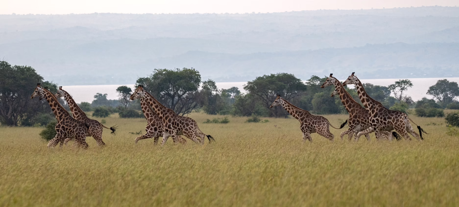 Giraffe photo by @Meetal Mehta