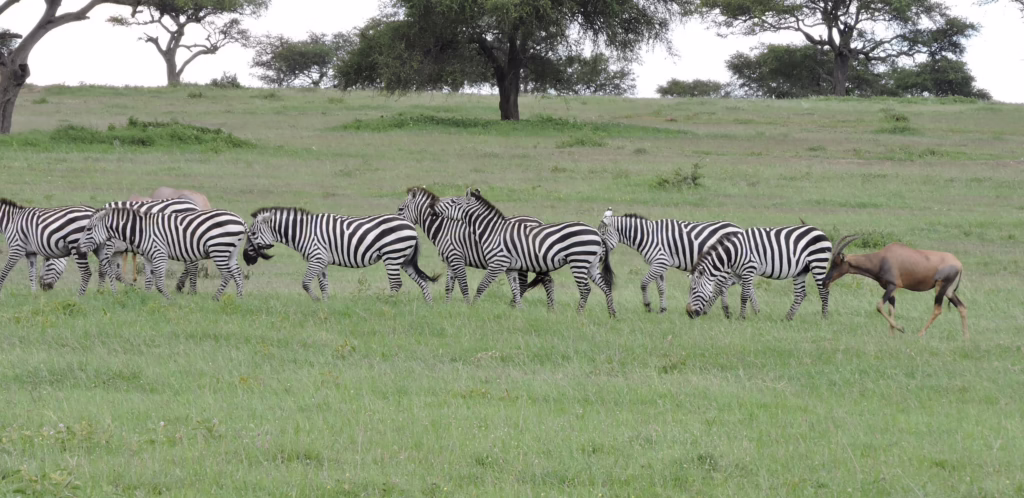 Singita Sabora Tented Camp